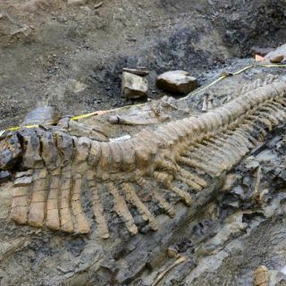 Hallan células fósiles de dinosaurios de 75 millones de años