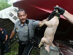 Personal de diversas agencias trabajaron para recuperar a los animales tras el accidente. AP / J. Noelker