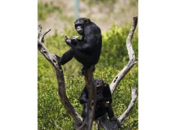 Los primates han estado consumiendo alcohol desde hace tiempo y de forma recurrente. EFE / ARCHIVO