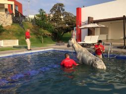 El caballo fue entregado a Seguridad Pública mientras aparece su dueño. ESPECIAL / Protección Civil Zapopan