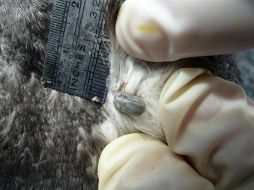 Cuentan 14 enfermedades ligadas a especies de garrapatas específicas de EU. NTX / ARCHIVO