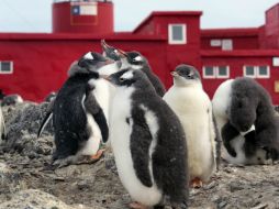 La muerte de los pingüinos es por causa de las condiciones climáticas. EFE / ARCHIVO