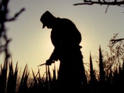 Uno de los cortometrajes que participa en la Sección Documental es 'Jefe del desierto' de Alejandro Ramírez Collado. ESPECIAL / sic.gob.mx