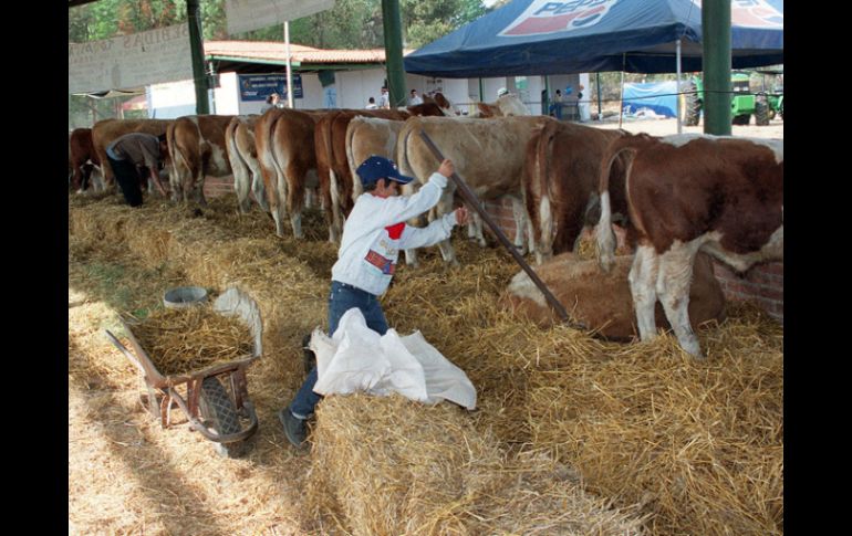 Aseguran que la mayor disminución en las plazas son en el sector agropecuario. EL INFORMADOR / ARCHIVO