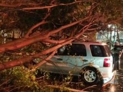 Un árbol cayó en avenida Hidalgo y Alfredo R. Plascencia. TWITTER / @rubiokike27
