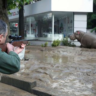Georgia: animales del zoológico escapan tras inundación