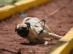 Lo mejor es extremar precauciones, revisar picaduras en cada miembro de la familia y en caso de síntomas asistir al médico. EL INFORMADOR / ARCHIVO