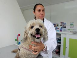 Los veterinarios brindan asesoría sobre la importancia de darle ciertos cuidados a los animales. EL INFORMADOR / A. Hinojosa