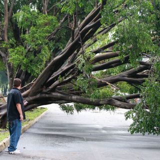 Repondrán 20 mil árboles tras podas y talas en Guadalajara
