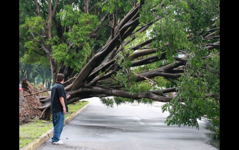 Según el titular de la Secretaría de Medio Ambiente y Ecología, todos los ejemplares caídos durante el temporal serán restituidos. EL INFORMADOR / M. Vargas