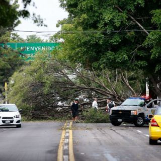 Ubican dos mil árboles en riesgo por lluvias; serán podados o retirados