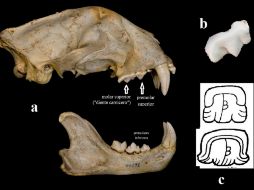 La forma del misterioso logograma refleja la pieza dental que para los mayas fue un referente de la palabra 'filo'. ESPECIAL / dgcs.unam.mx