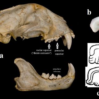 Descifran glifo maya en templo que acoge la tumba del rey Pakal