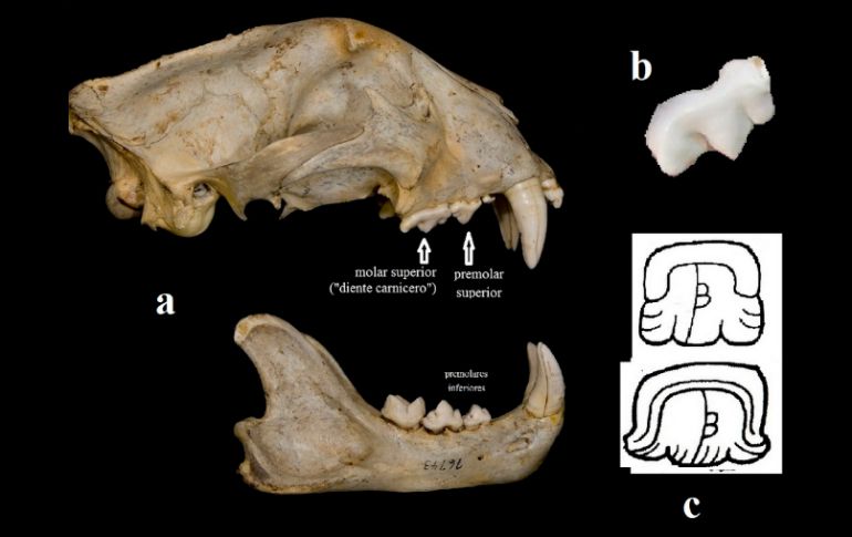 La forma del misterioso logograma refleja la pieza dental que para los mayas fue un referente de la palabra 'filo'. ESPECIAL / dgcs.unam.mx