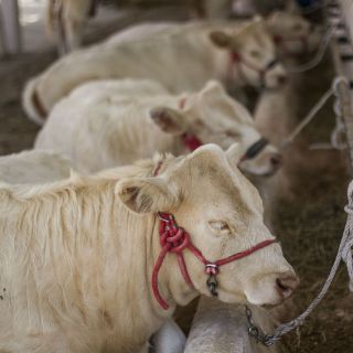 Ganaderos cerraron 2014 con cinco mil toneladas de carne menos