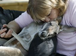 La mujer dijo que el canguro es un animal que la ayuda a manejar sus problemas emocionales. AP / ARCHIVO