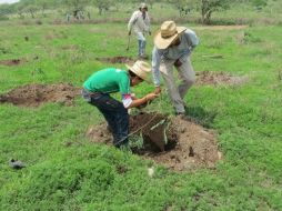 La Conafor realiza actividades de reforestación con árboles de mezquite, encino, cedro, además de algunos agaves. FACEBOOK / Conafor Jalisco