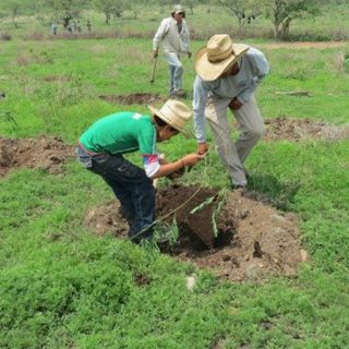 La Conafor Jalisco busca revertir degradación de suelos