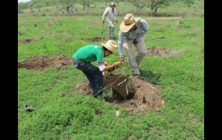 La Conafor realiza actividades de reforestación con árboles de mezquite, encino, cedro, además de algunos agaves. FACEBOOK / Conafor Jalisco