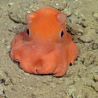 Buscan nombre para adorable pulpo rosa