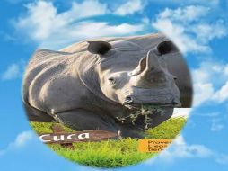 La rinoceronta blanca tenía 40 años de edad. TWITTER / @YUMKA_ANP