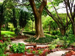 El proyecto recupera el valor de la medicina tradicional mexicana. Foto del Jardín Botánico y Museo de Medicina Tradicional del INAH. NTX / ARCHIVO