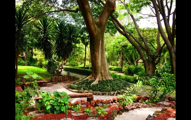 El proyecto recupera el valor de la medicina tradicional mexicana. Foto del Jardín Botánico y Museo de Medicina Tradicional del INAH. NTX / ARCHIVO