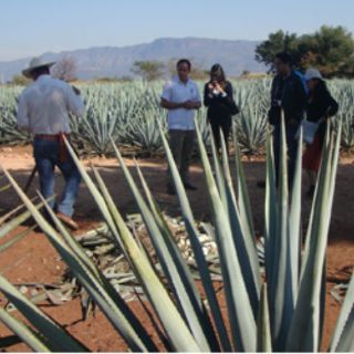 Turistas dejan derrama económica de 295 MDP en Ruta del Tequila