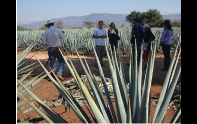 Para fortalecer este proyecto turístico, las empresas tequileras y de servicios luchan por conquistar a más visitantes cada día. ESPECIAL / rutadeltequila.org.mx