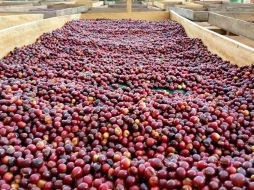 El 90 por ciento del café de Veracruz se cultiva bajo sombra. NTX / ARCHIVO