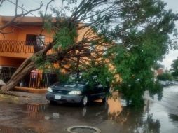 Un árbol se desplomó en Alfredo Carrasco y Rubén Rodríguez, no dejó personas lesionadas pero sí afectó el cableado de la zona. EL INFORMADOR /