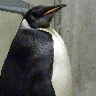 Devuelven pingüino a zoológico de Georgia; nadó hasta Azerbaiyán