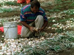 La agricultura es uno de los oficios de riesgo ante dicho padecimiento. EL INFORMADOR / ARCHIVO