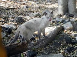El olor de los gastos ferales ronda las zonas residenciales. EL INFORMADOR / ARCHIVO