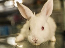 Mencionan que establecer una granja de conejos en zonas urbanas resulta mucho más práctico. EL INFORMADOR / ARCHIVO