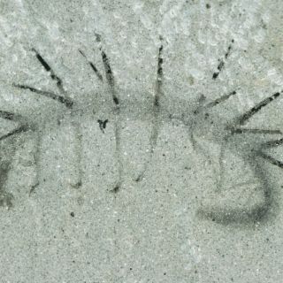 Fósil revela detalles de enigmático gusano de 508 millones de años