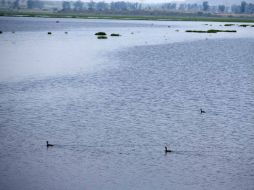 Un derrame de melaza en 2013 provocó la muerte de millones de peces. EL INFORMADOR / ARCHIVO