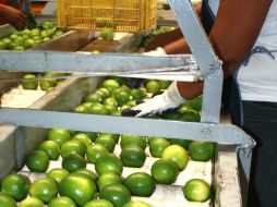 Veinte toneladas de limón son enviadas por mar, mientras que una y media más se trasladarán por aire. NTX / ARCHIVO