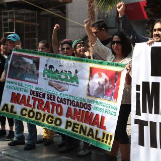 Activistas protestan en Congreso de Hidalgo por maltrato animal