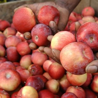 México aplicaría aranceles a manzanas y carnes de EU