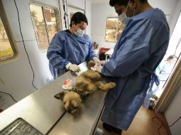 Los temas se ubican entre las especialidades de actualidad para el tratamiento de la salud animal. EL INFORMADOR / ARCHIVO