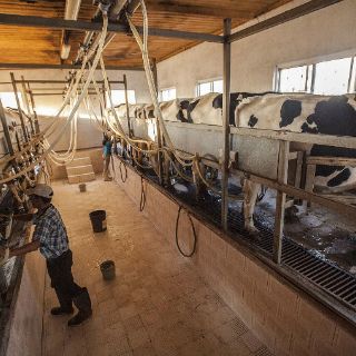 La Seder afirma que aprovecharán el excedente de leche en Jalisco