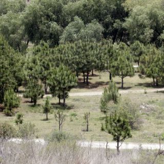 Conservación de bosques y selvas cuenta con inversión de 636 MDD