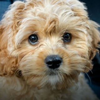 Uber impulsa la adopción de perros