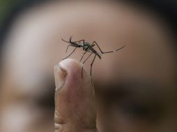 La SS exhorta a la ciudadanía a tomar medidas preventivas para evitar criaderos de larvas, limpiando patios y azoteas. EFE / ARCHIVO