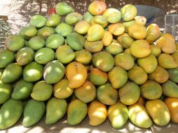 Las ventas de mango al exterior representa una derrama económica de más de 75.4 millones de dólares. EL INFORMADOR / ARCHIVO