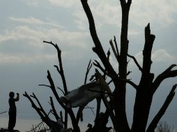 Este fenómeno podría presentarse en el norte de los estados ya mencionados. AP / ARCHIVO