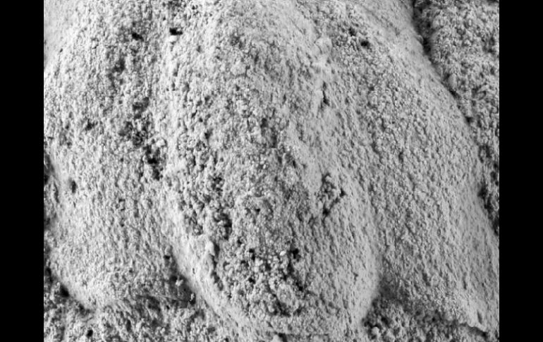 De momento, el fósil localizado en la provincia de Salamanca ha sido bautizado como 'Lunagraulos Tamamensis'. EFE / C. García