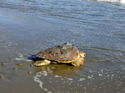 El gobierno de México lleva a cabo acciones concretas en el Golfo de Ulloa, para la protección de la tortuga amarilla. EFE / ARCHIVO