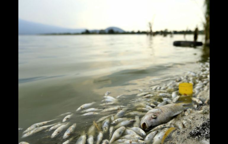 La abundancia de cianobacterias agudiza la competencia por el oxígeno. EL INFORMADOR / ARCHIVO